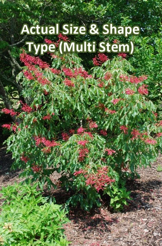 Buckeye - Shape Size.jpg