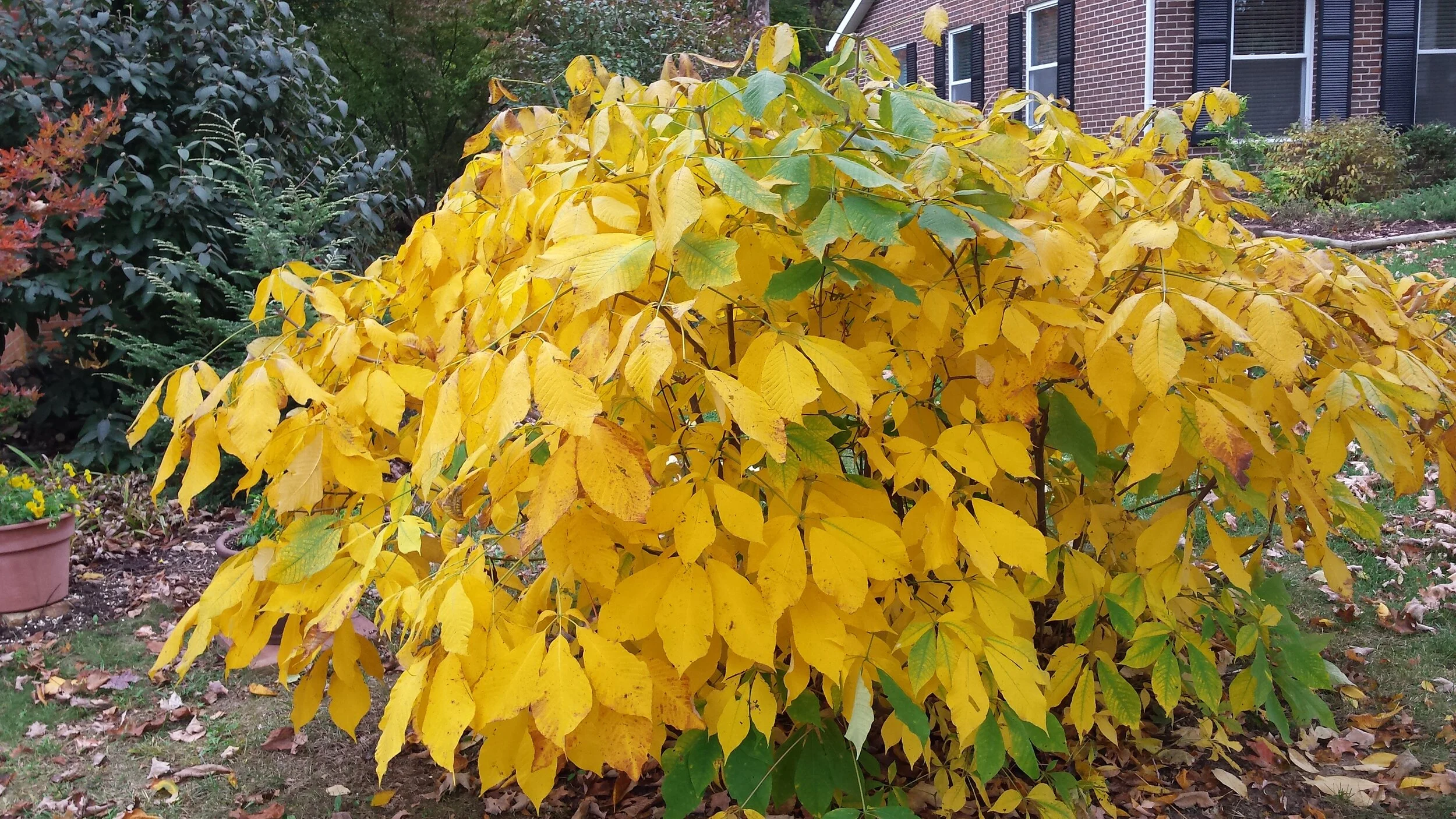Buckeye - Fall Color.jpg
