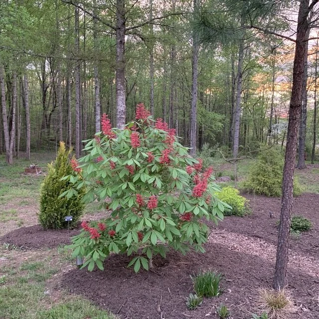 buckeye pavia 4.jpeg