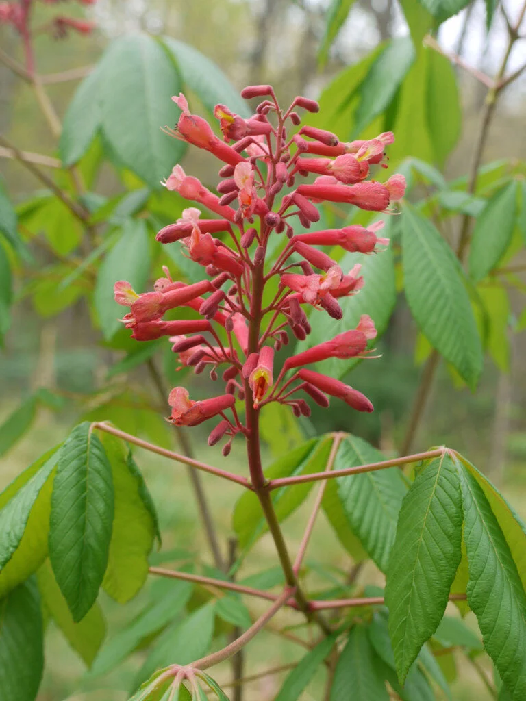 Red Bottlebrush Buckeye