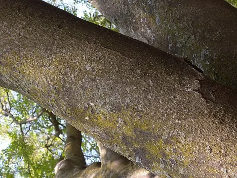 Yellow Wood Bark 1.jpg