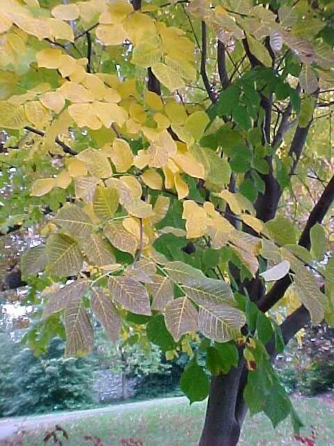Yellow Wood Fall Leaves 1.jpg