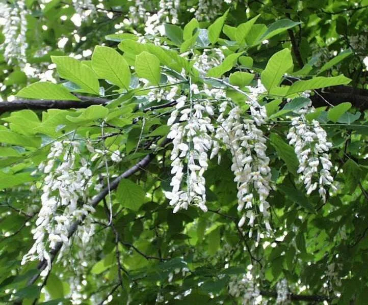Yellow Wood Flowers 1.jpg