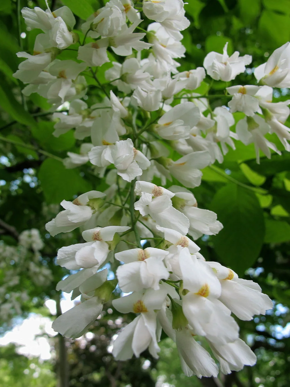 Yellow Wood Flowers 2.jpg