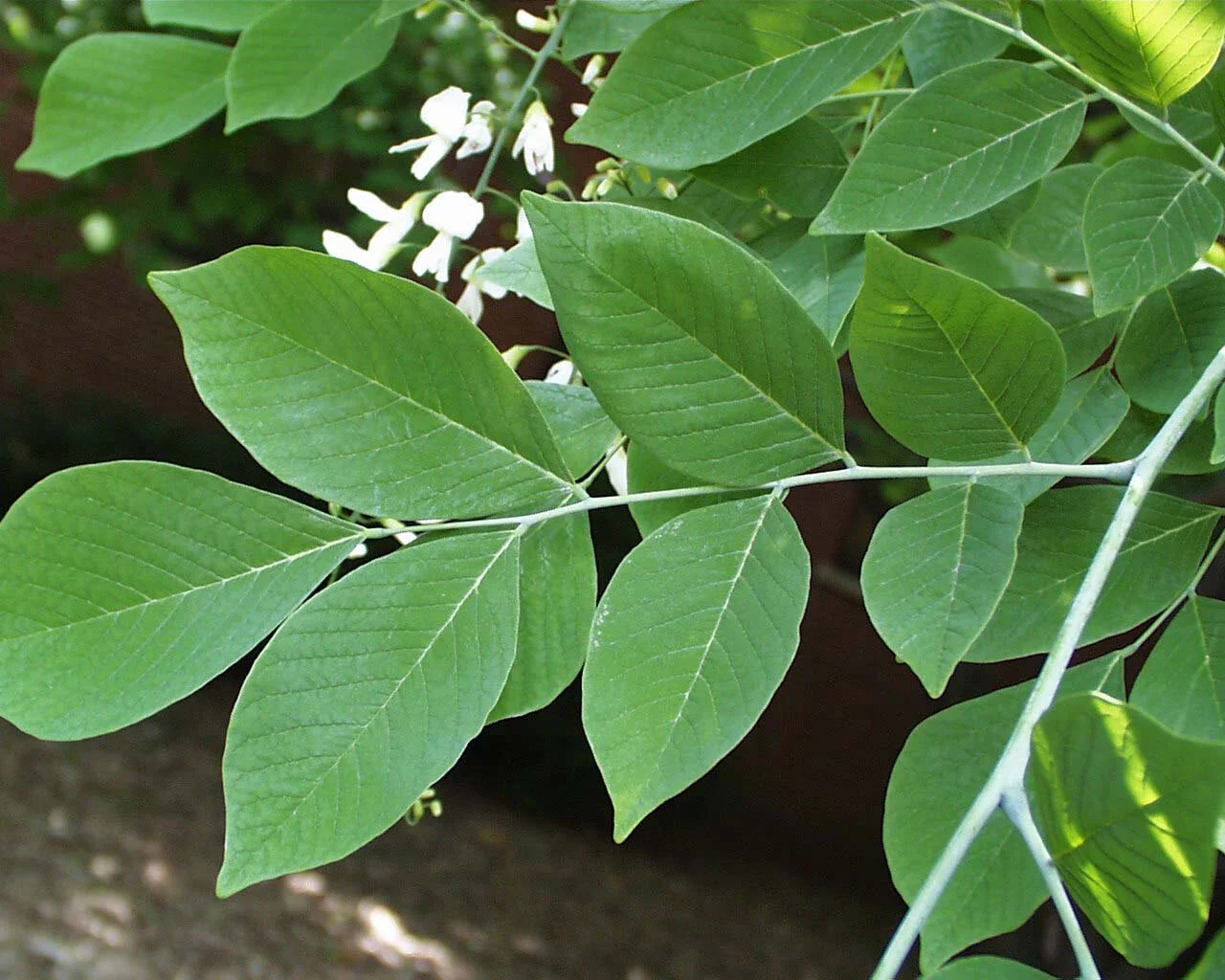 Yellow Wood Leaves 1.jpg