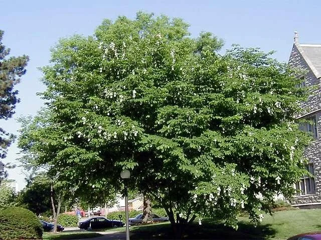 Yellow Wood Mature Tree 1.jpg