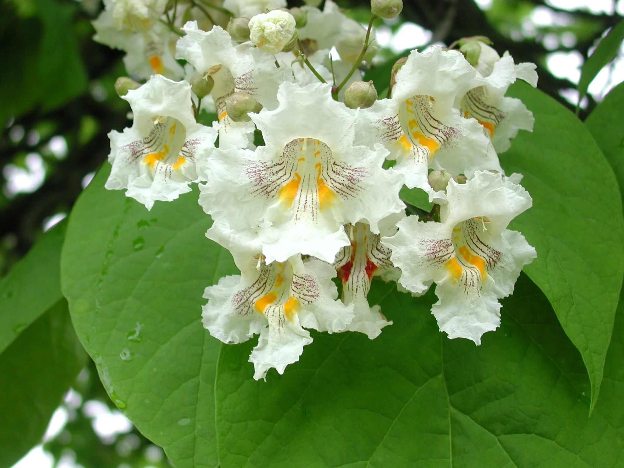 Catalpa Flowers 1.jpg