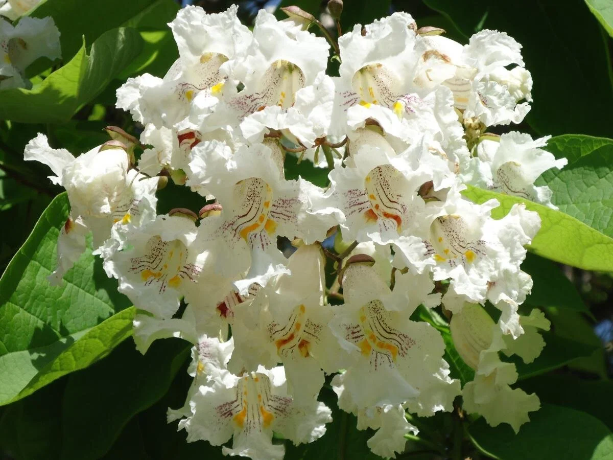 Catalpa Flowers 3.jpg