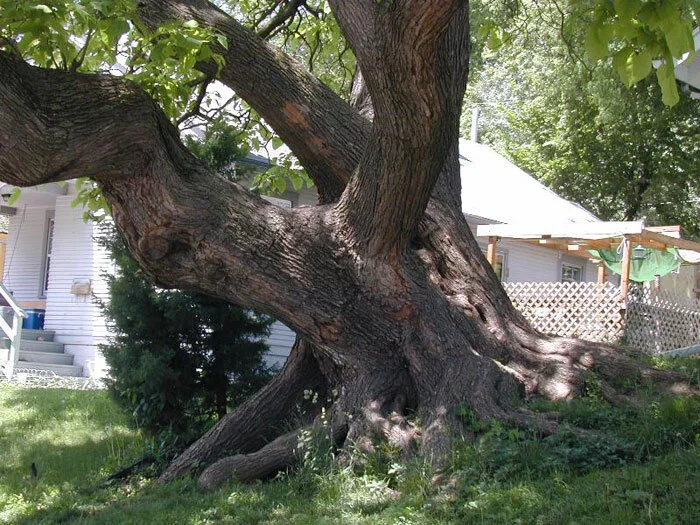 Catalpa Large Trunk 1.jpg