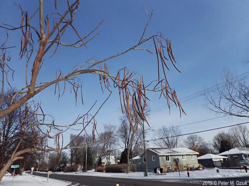 Catalpa Pods 1.jpg