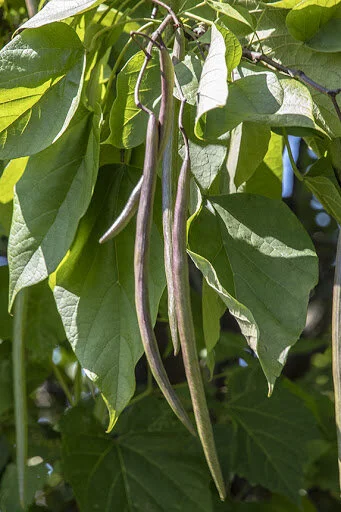 Catalpa Pods 2.jpg