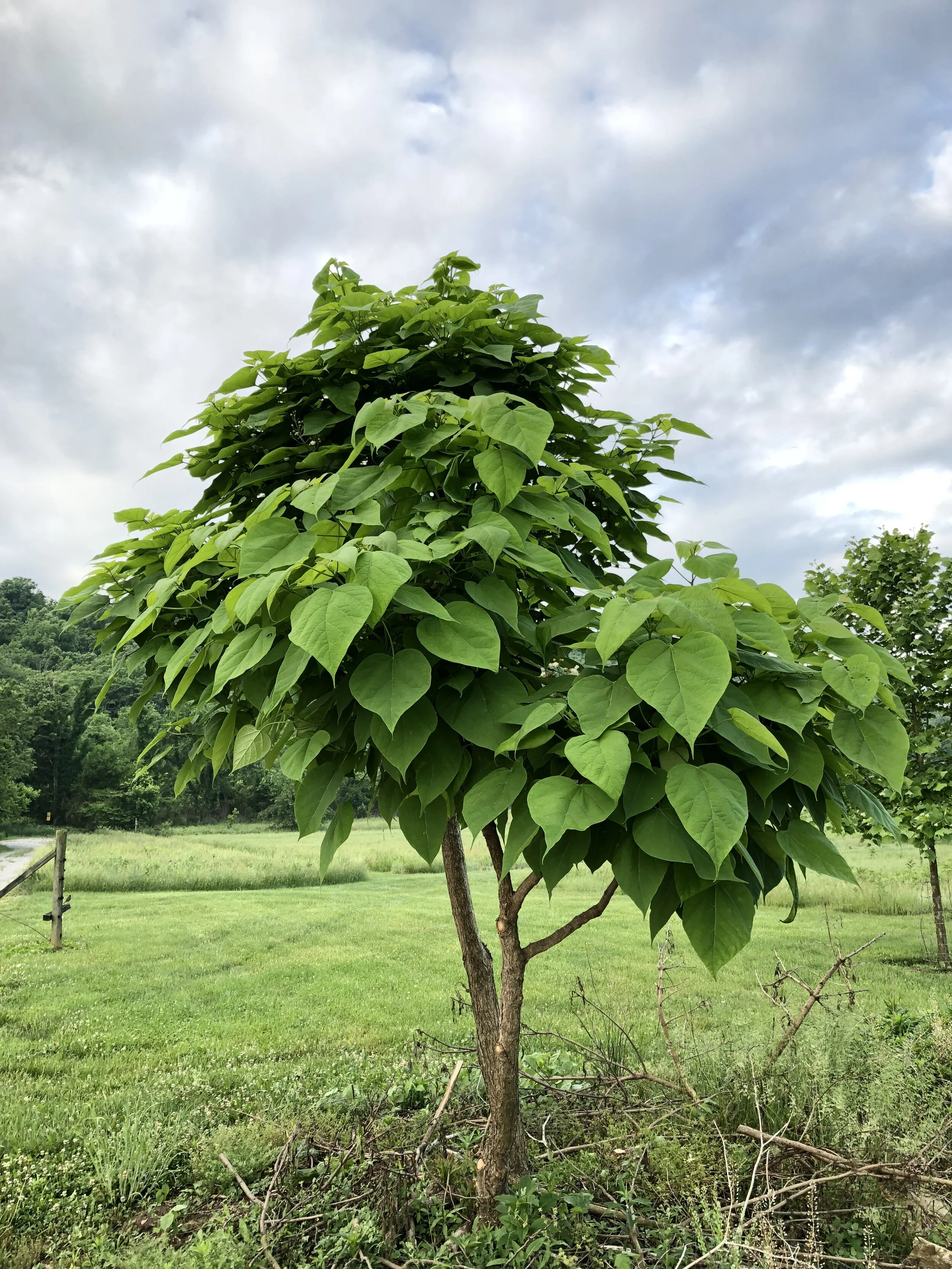 Catalpa Small 1.jpg