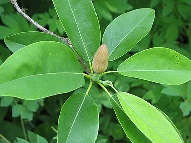 Sweetbay leaves 1.jpg