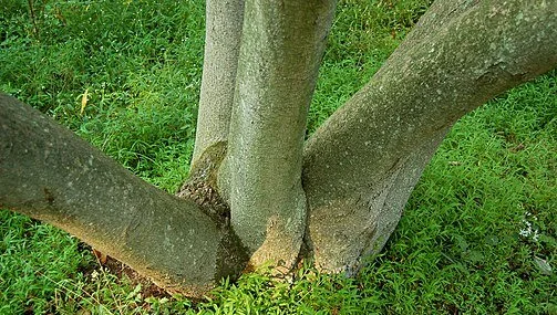 Sweetbay trunk 1.jpg