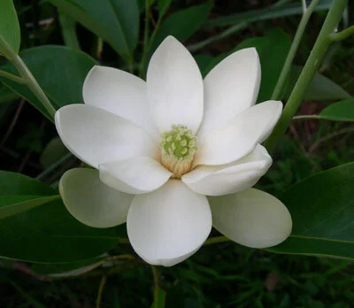sweetbay flower 2.jpg