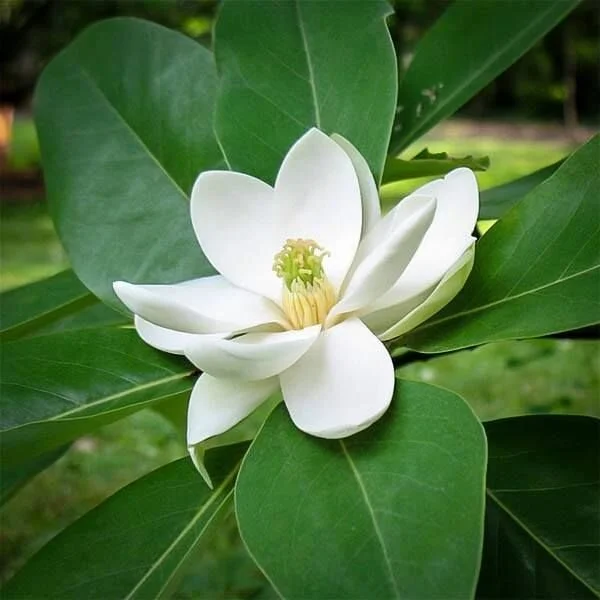sweetbay flower 1.jpg