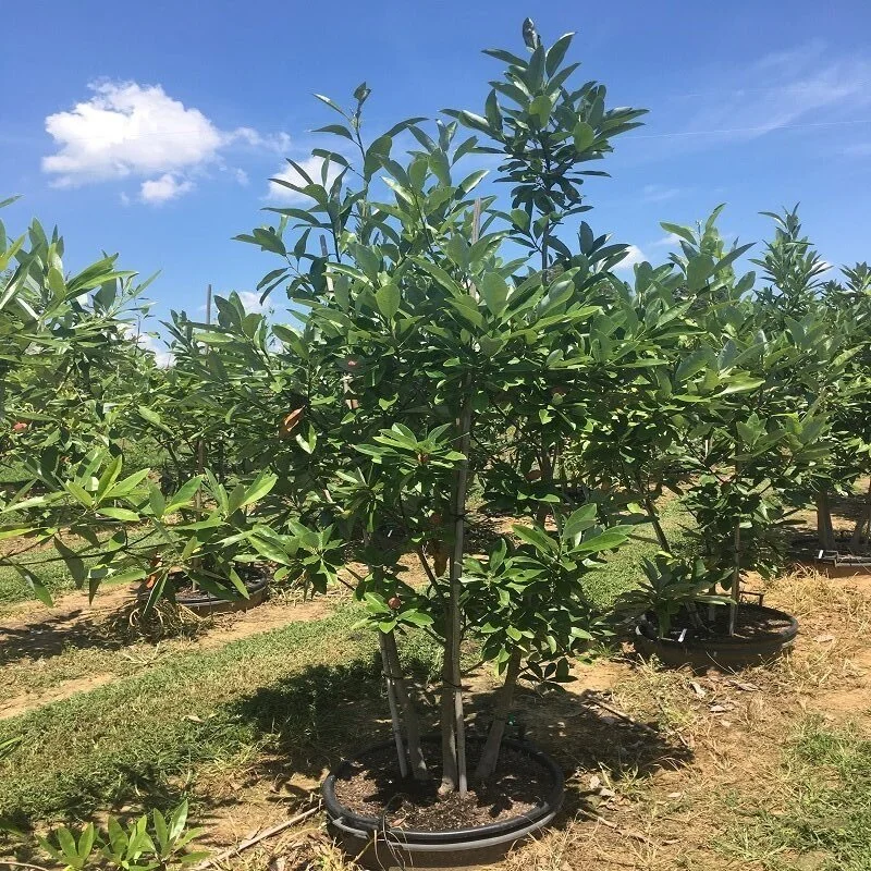 sweetbay+tree+3.jpg