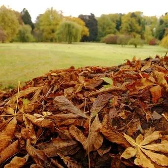Use Leaves To Fertilize Your Yard Rather Than Having Them Taken Away