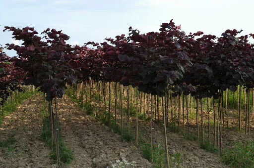 Forest Pansy Redbud Rows 1.jpg