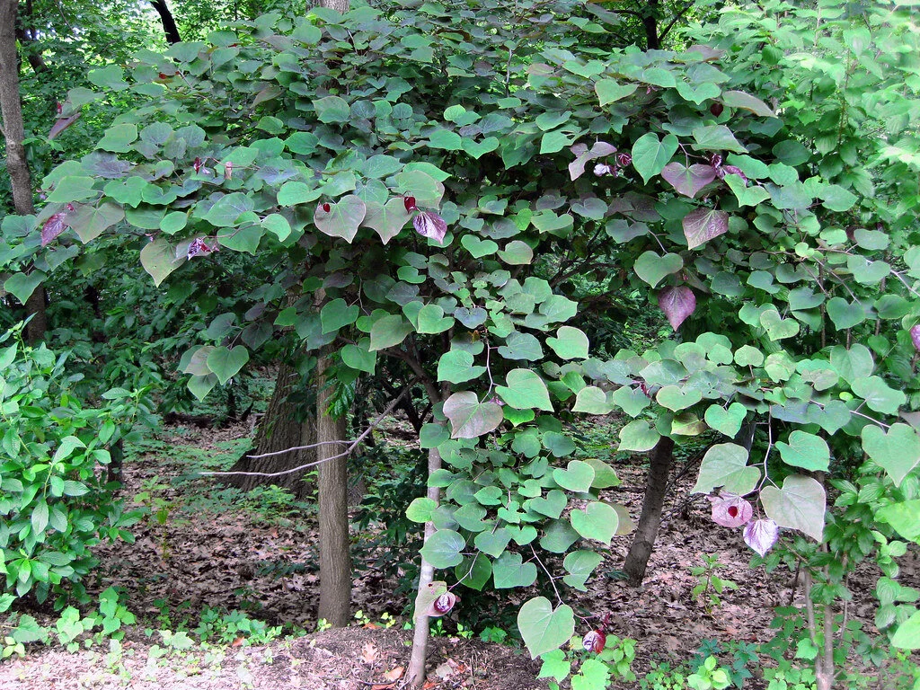 Forest Pansy Redbud Summer 1.jpg