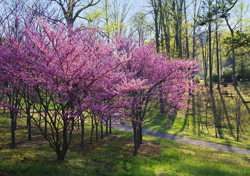 Forest Pansy Redbud Blooming 1.jpg