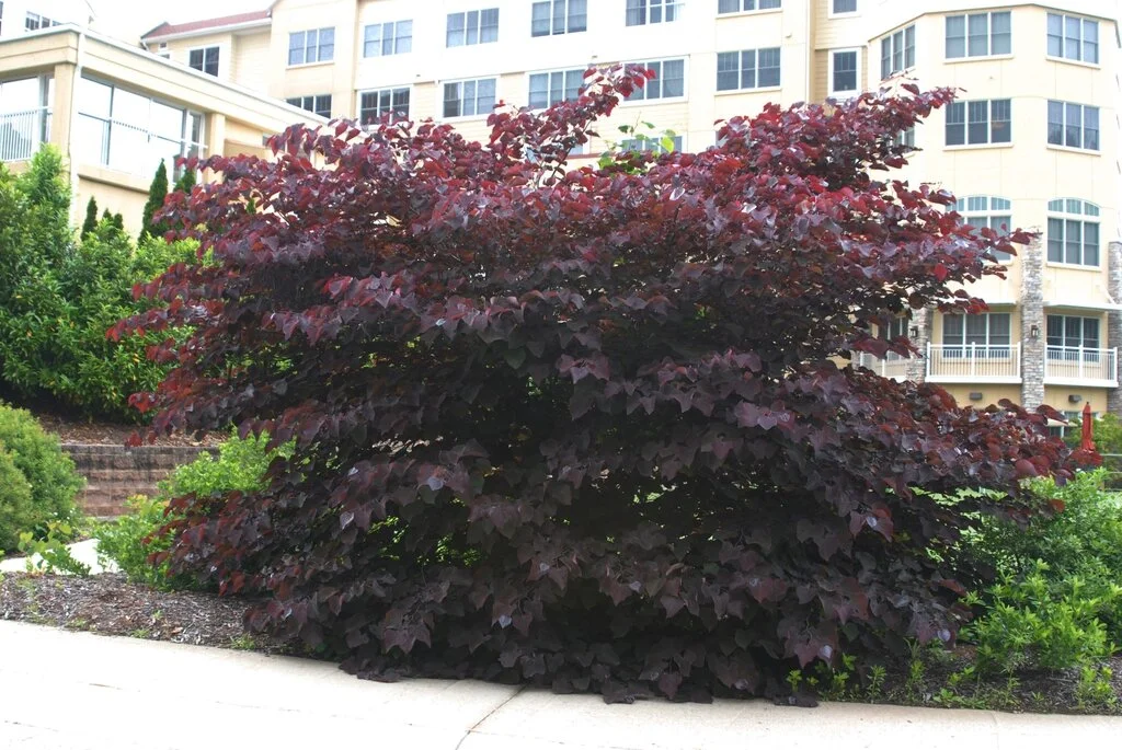 Forest Pansy Redbud 3.jpg