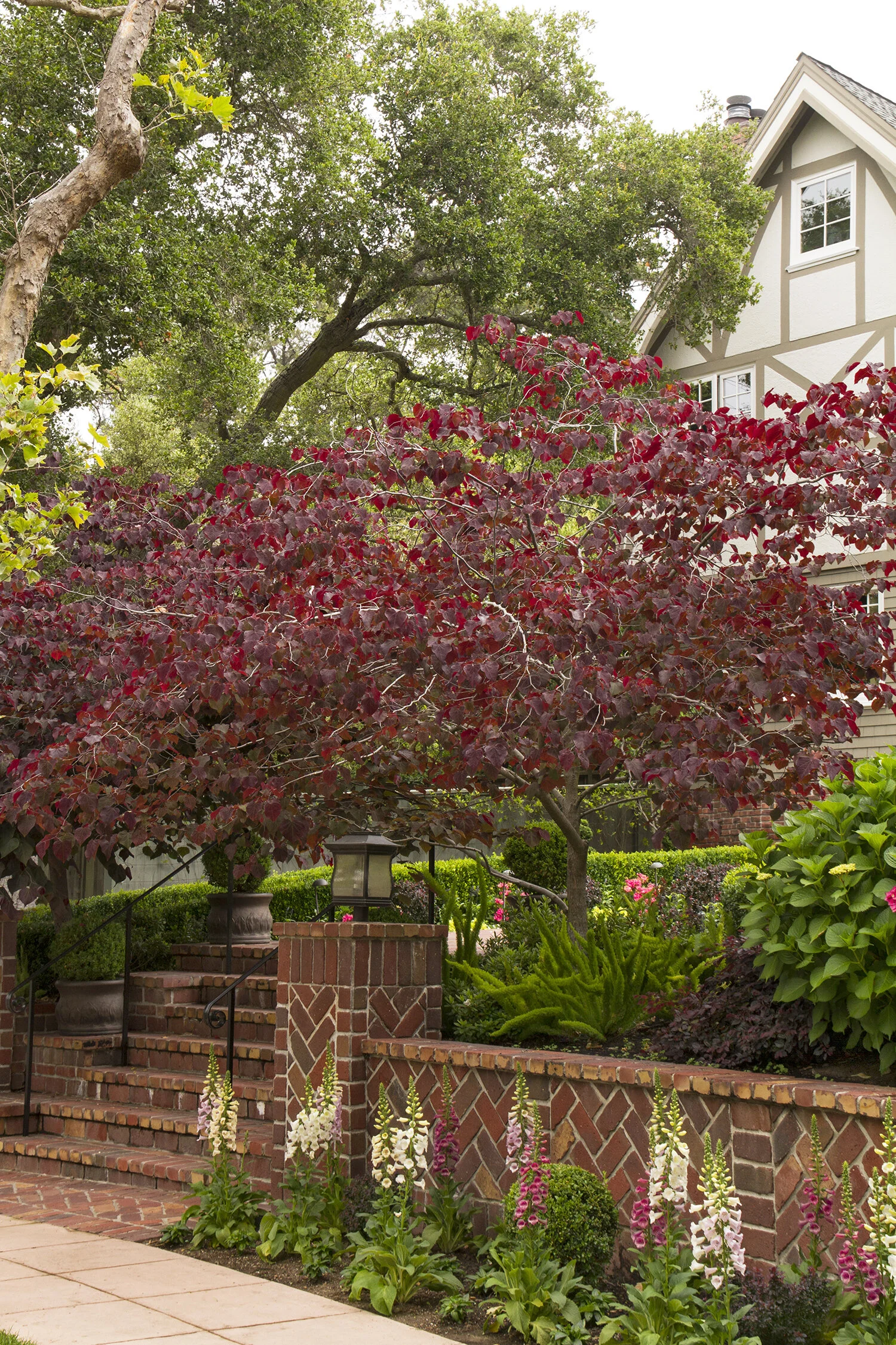 Forest Pansey Redbud 2.jpg