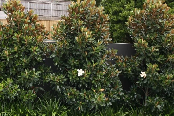Southern Magnolia LIttle Gem Row 3.jpg