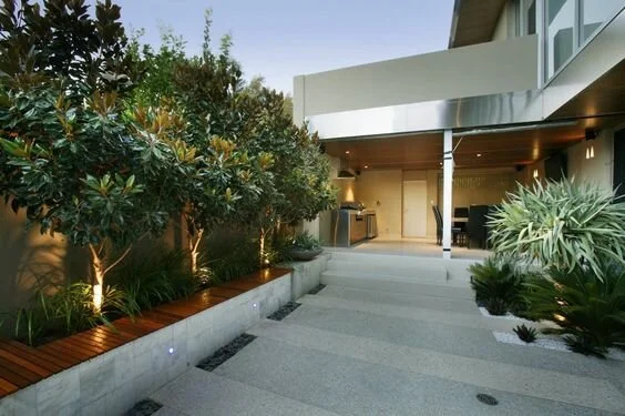 Southern Magnolia Little Gem Modern.jpg
