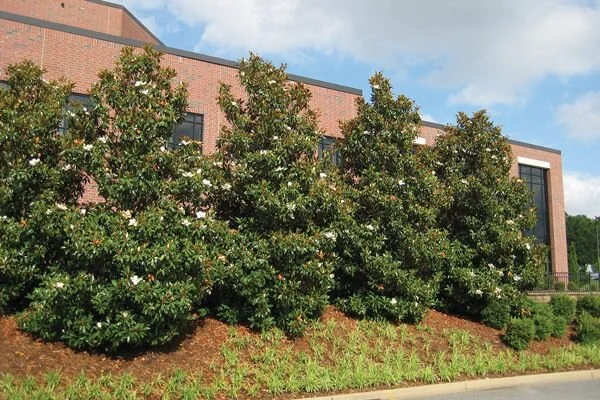 Southern Magnolia Little Gem Row.jpg