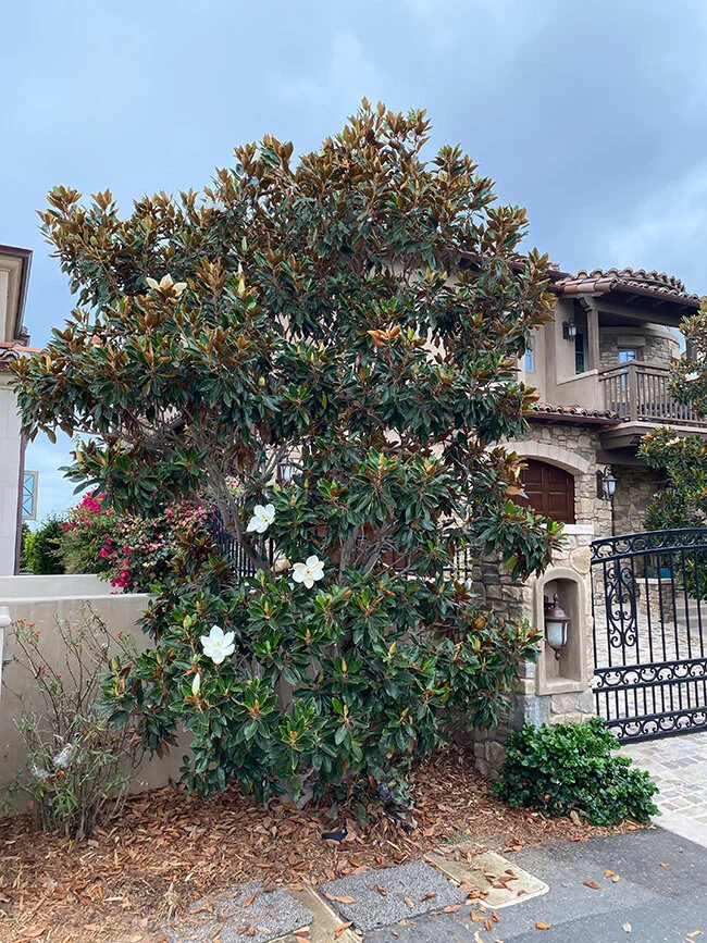 Southern Magnolia Little Gem Tree.jpg