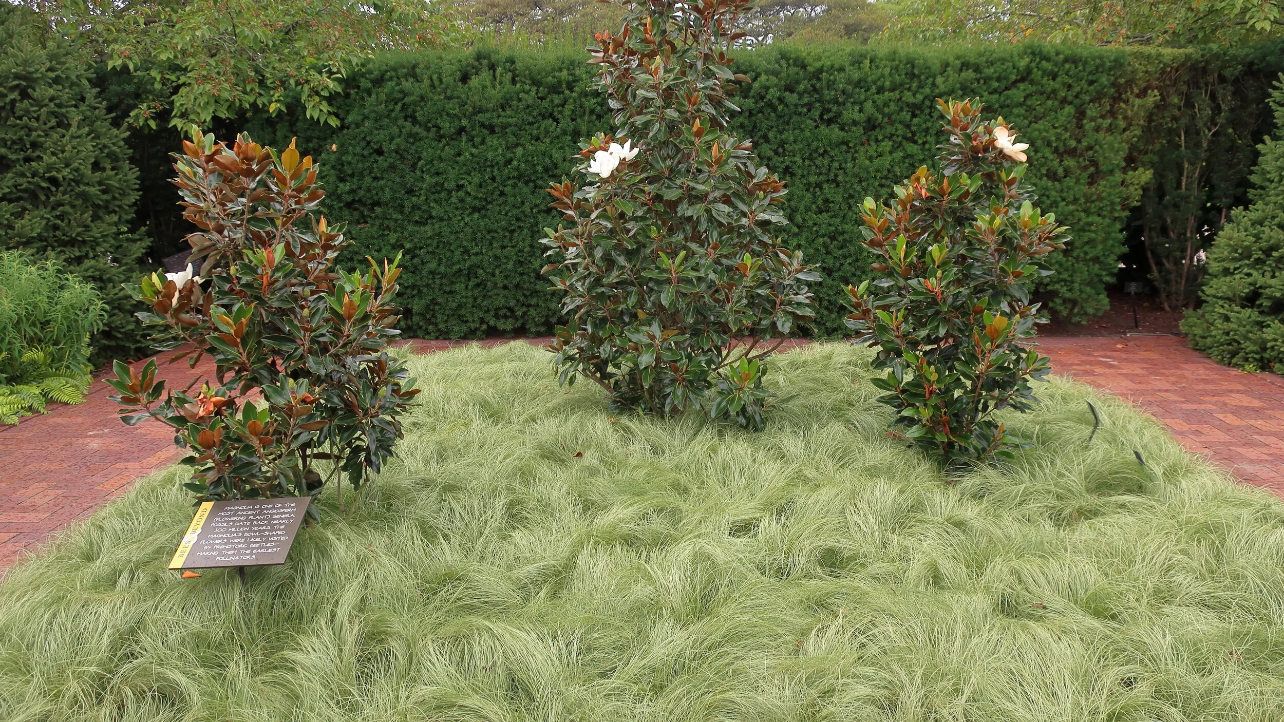 Southern Magnolia Little Gem Display.jpg