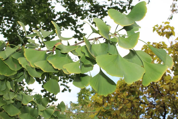 What Is A Ginkgo Tree Nashville Tree Conservation Corps