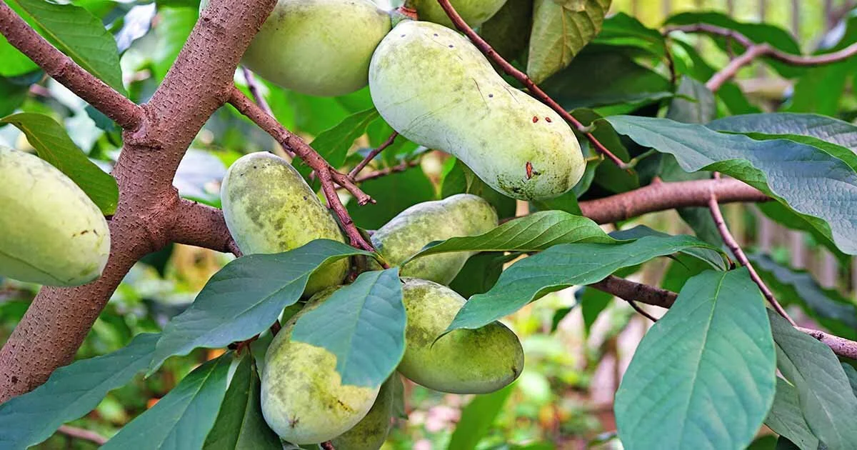 Paw Paw Fruit 1.jpg