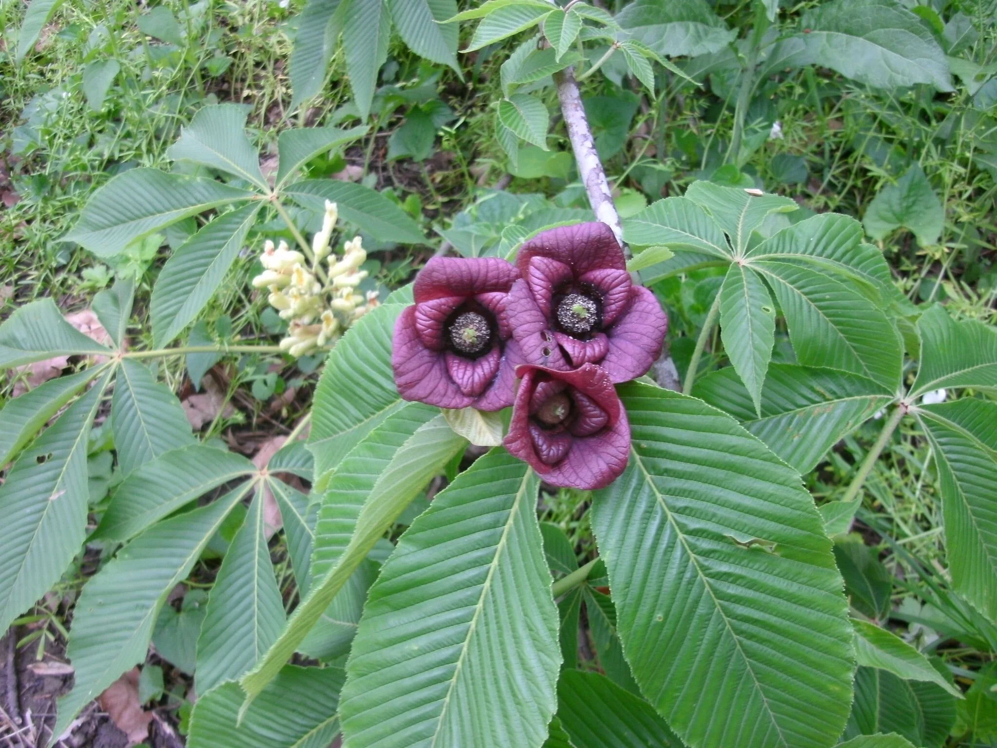Paw Paw Flower 1.jpg