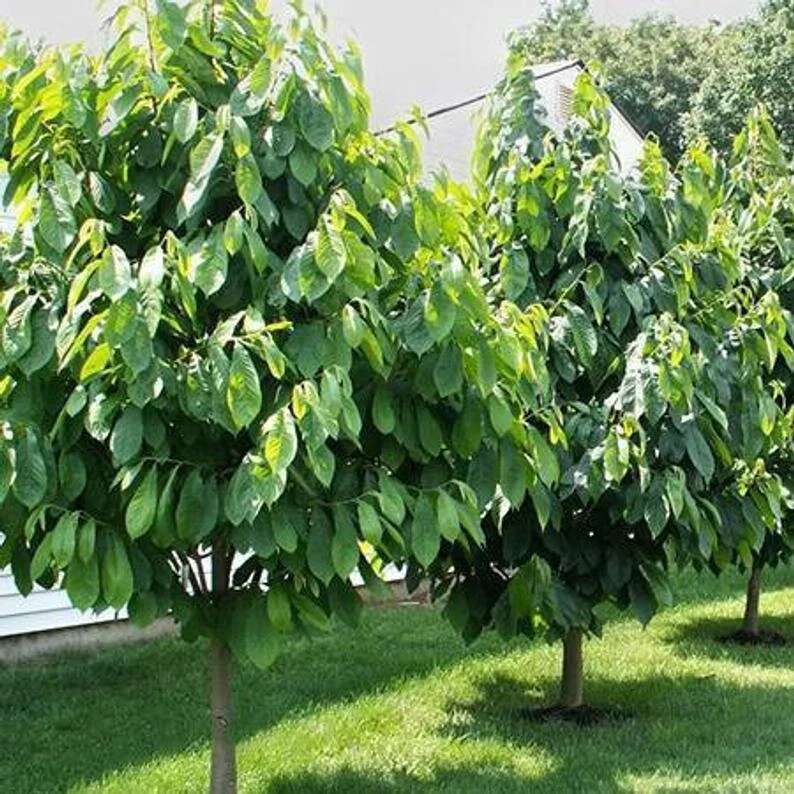 Paw Paw Tree 1.jpg