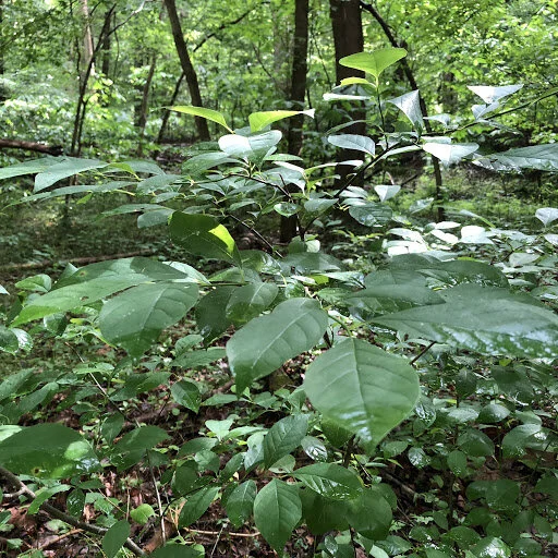 Paw Paw Tree 3.jpg