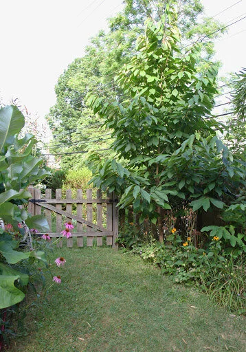 Paw Paw Tree 5.jpg