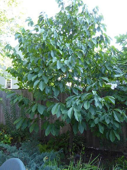 Paw Paw Tree 4.jpg