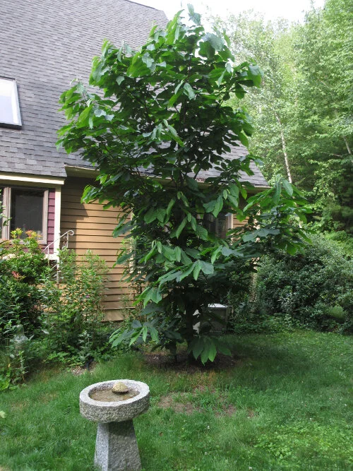 Paw Paw Tree 6.jpg