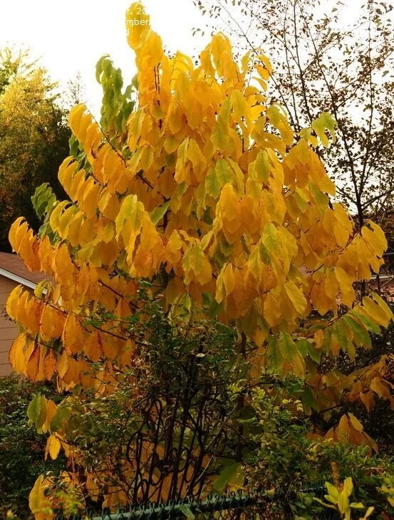 Paw Paw Tree Fall 2.jpg