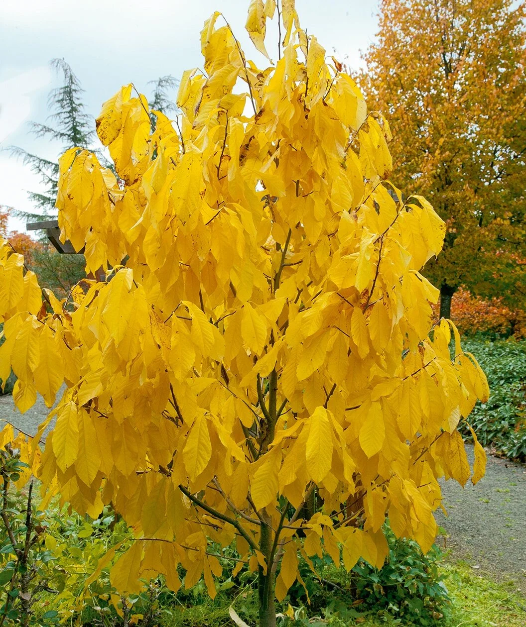 Paw Paw Tree Fall 1.jpg