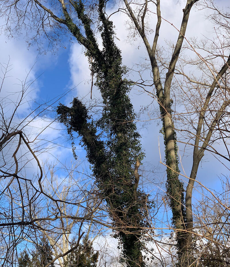 tree removal greenville sc