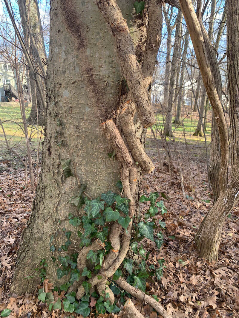 effect of vines on trees