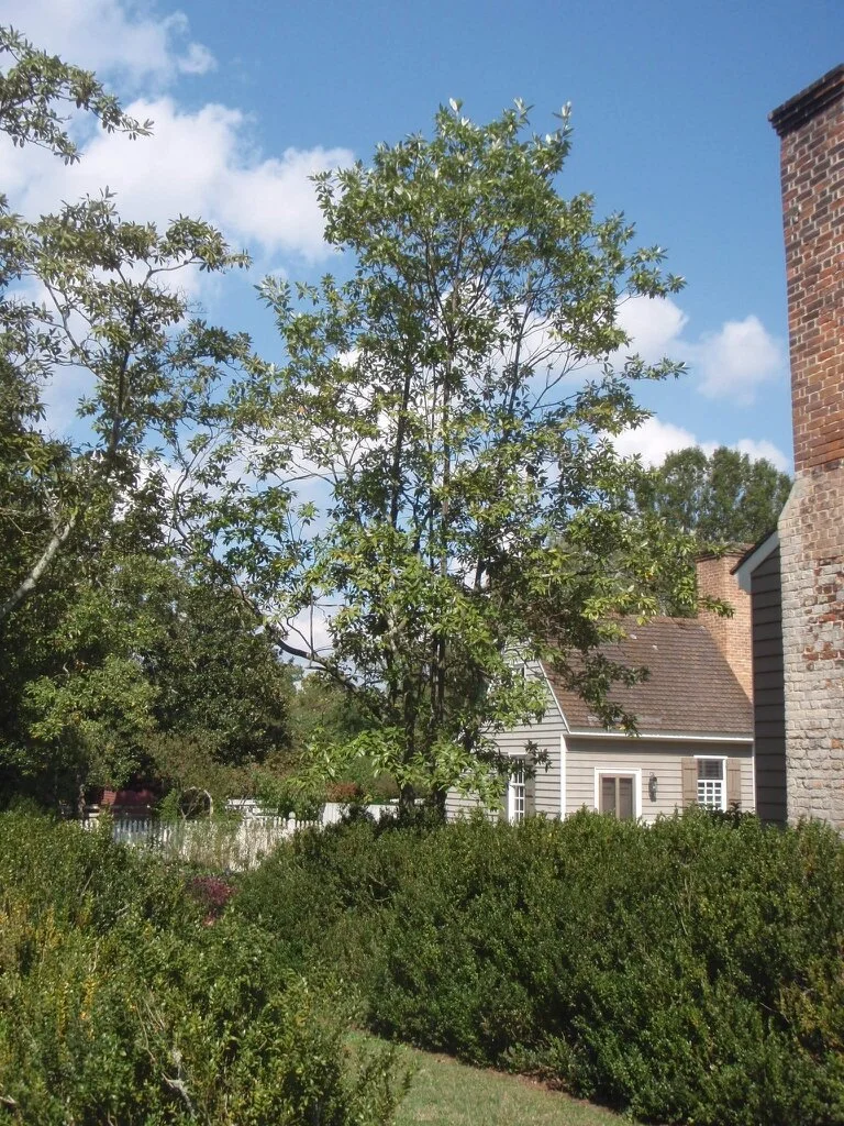 Sweetbay tree 2.jfif