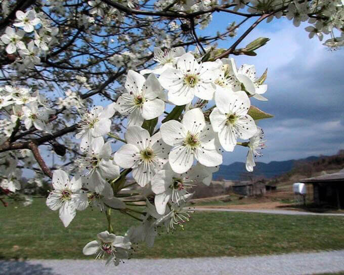 pear tree blossoms but no fruit