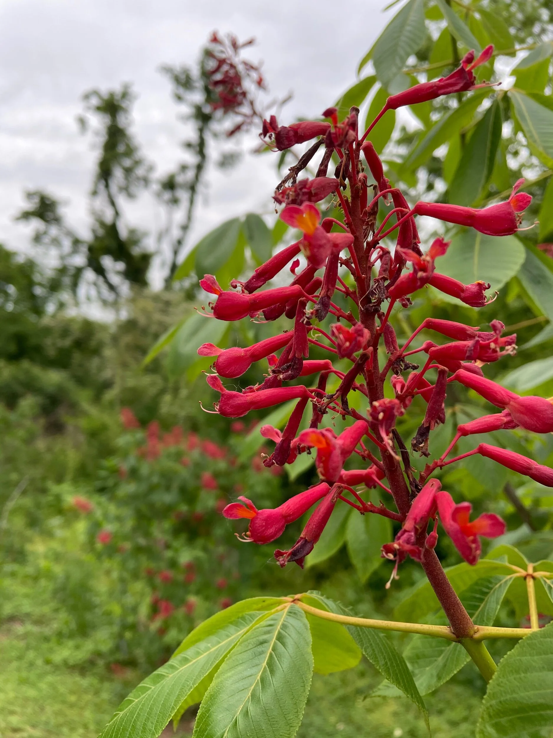 E5BE87BD-4796-425B-ADB8-4E7112150FD8