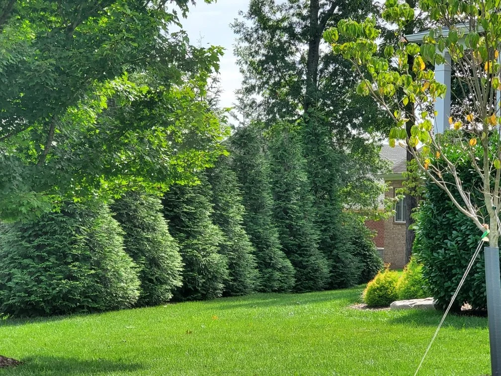 Green Giant Arborvitae