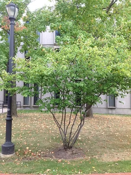 Serviceberry clump urban.jfif