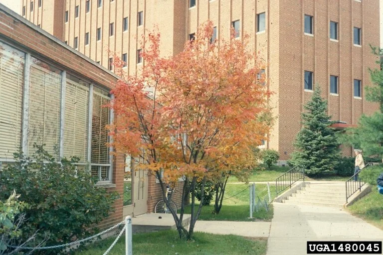 servicceberry fall color.jfif